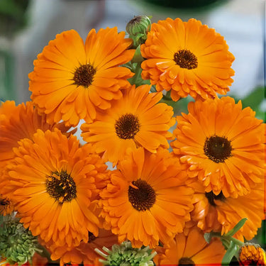 Calendula Seeds - Geisha Girl