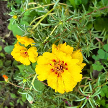Calendula Seeds - Nova