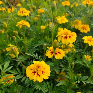 Calendula Seeds - Nova