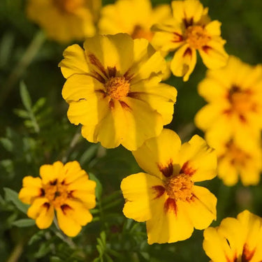 Calendula Seeds - Nova