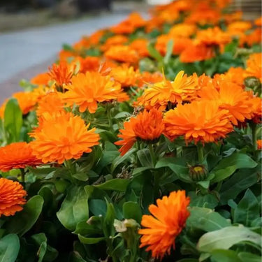 Calendula Seeds – Hedgehog Orange