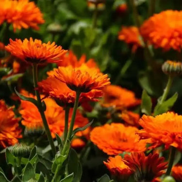 Calendula Seeds – Hedgehog Orange