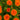 Calendula Seeds – Hedgehog Orange