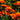 Calendula Seeds – Hedgehog Orange