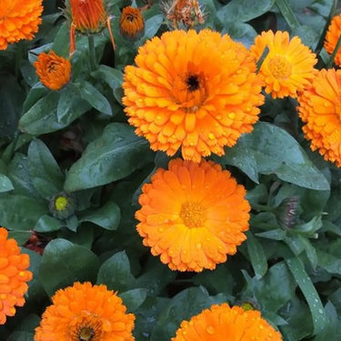 Calendula Seeds – Orange Flash
