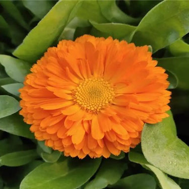 Calendula Seeds – Orange Flash