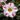 Carnation Seeds – Ballet Star