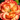 Carnation Seeds – Caramel Flame