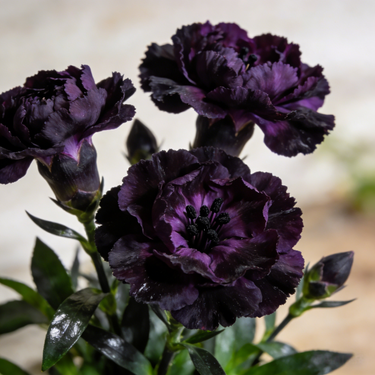 Carnation Seeds – Dark Elf