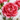 Carnation Seeds – Peach Pink Starlight