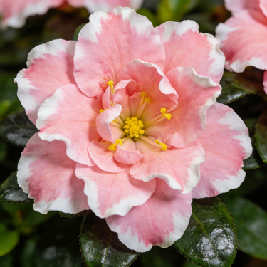 Carnation Seeds – Pink Mist with White Edge