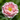 Carnation Seeds – Pink Princess