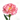 Carnation Seeds – Pink Velvet Dream