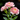 Carnation Seeds – Pink White Moonlight