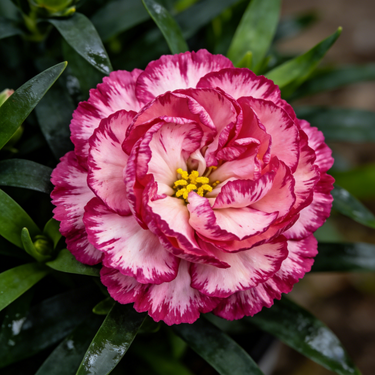 Carnation Seeds – Purple Butterfly Dance