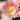 Carnation Seeds – Sakura Mist White Spines