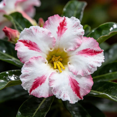 Carnation Seeds – Ballet Star