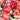 Carnation Seeds – Fruit Gummy