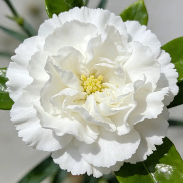 Carnation Seeds – Pure White