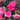 Carnation Seeds-Can Can Scarlet