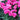 Carnation Seeds-Can Can Scarlet