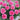 Carnation Seeds-Can Can Scarlet