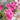 Carnation Seeds-Can Can Scarlet
