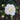 Nelken-Samen-Can Can White