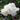 Nelken-Samen-Can Can White