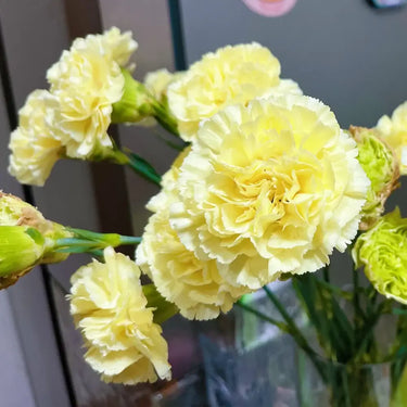 Carnation Seeds-Cream Yellow