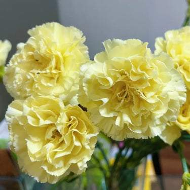 Carnation Seeds-Cream Yellow
