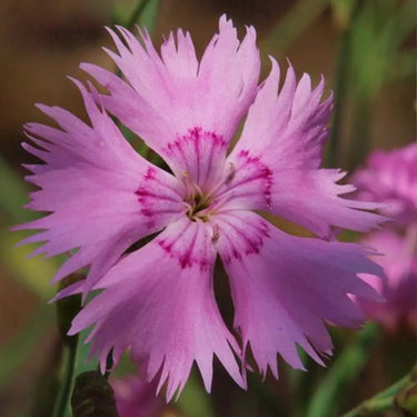 Carnation Seeds-Feathered Elegance