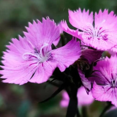 Carnation Seeds-Feathered Elegance
