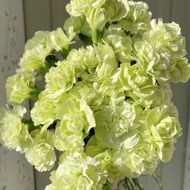 Carnation Seeds-Green Tea