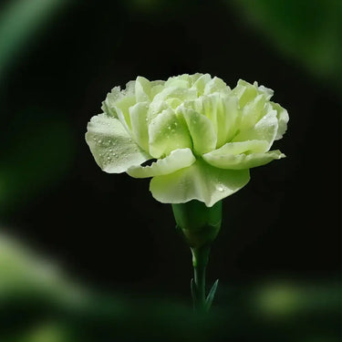 Carnation Seeds-Green Tea
