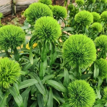 Carnation Seeds-Green Trick