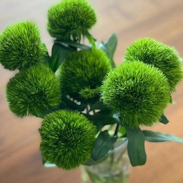 Carnation Seeds-Green Trick
