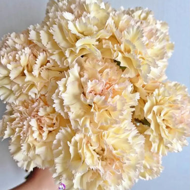 Carnation Seeds-Hoh Xil