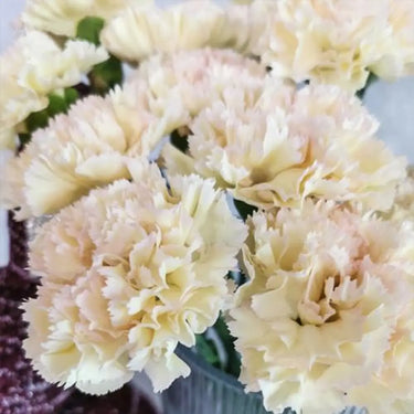 Carnation Seeds-Hoh Xil
