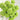 Carnation Seeds-Longjing Tea