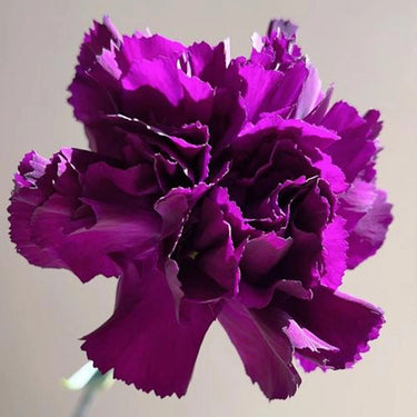 Carnation Seeds-Moonshade