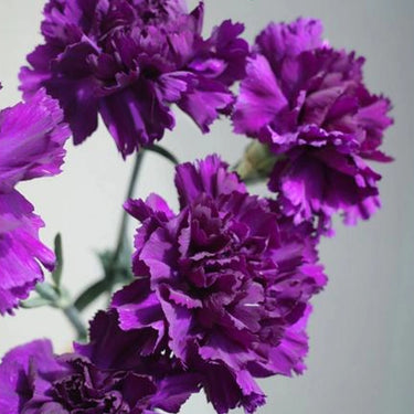 Carnation Seeds-Moonshade