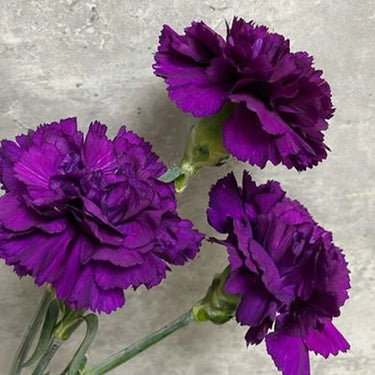 Carnation Seeds-Moonshade