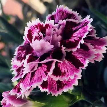 Carnation Seeds-Odessa