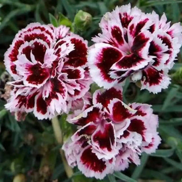 Carnation Seeds-Odessa