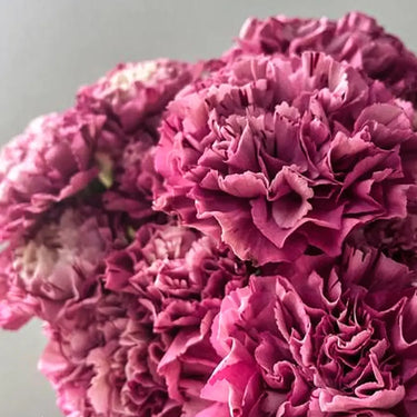Carnation Seeds-Poison Dragon Wine