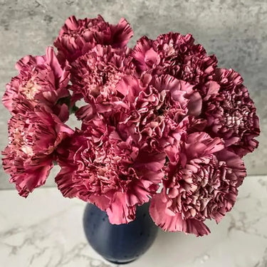 Carnation Seeds-Poison Dragon Wine