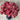 Carnation Seeds-Poison Dragon Wine