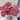 Carnation Seeds-Poison Dragon Wine
