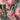 Nelken-Samen – Pomegranate
